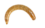 Mealworms