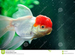 Red Caps Goldfish