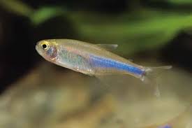 King Blue Tetra