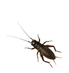 Large Adult Black Crickets