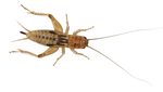 Silent Crickets Pre-pack, Extra-large-25-20-30