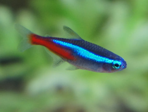 Neon Tetra m