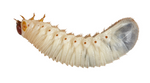 Fruit Beetle Grub