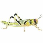 Small Locust