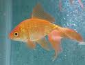 GoldFish 7-10cm Medium