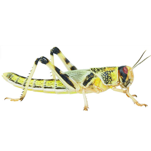 Extra Large Locust