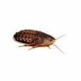 Dubia Roach Large (Approx quantity 8)